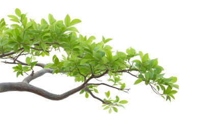 branch of a tree isolated on transparent background cutout