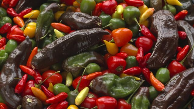 Top view of different varieties of chilies. Ripe and unripe Brazilian Red Olive, Peruvian Machu Picchu tabasco, and biquinho yellow. Table spin. 