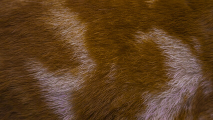 exotic cat fur background