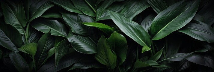 Black leaf textures on tropical backgrounddark nature concept with flat lay composition