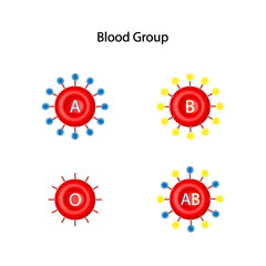 ABO Blood groups. four blood types, A,B, AB and O groups, made up from combinations of the type A and type B antigens.
