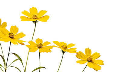 yellow flower border isolated on transparent background cutout