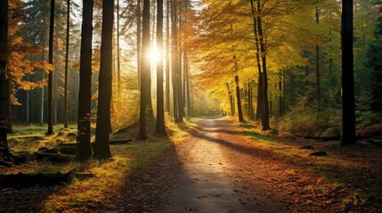 Scenic Forest Path Wallpaper