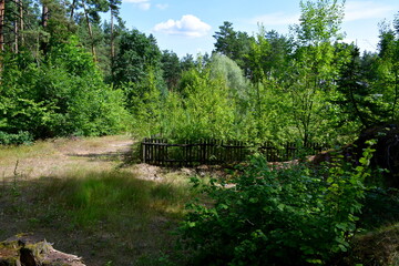 Fototapeta na wymiar A view of a small valley located in the middle of a dense forest or moor with some wooden fences and dirt paths leading forward seen on a sunny summer day on a Polish countryside during a hike