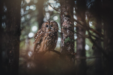 Tawny owl (Strix aluco) in autumn forest. Tawny owl sits on tree. Tawny owl and colorful autumn...