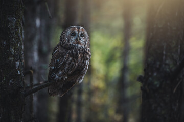 Tawny owl (Strix aluco) in autumn forest. Tawny owl sits on tree. Tawny owl and colorful autumn background.