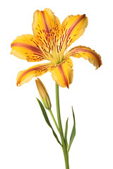 Fototapeta premium Peruvian Lily or Madonna Lily flower in yellow on a transparent background
