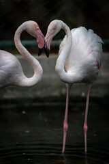 Graceful Flamingos in Picturesque Wetland - Vibrant Birdlife Photography