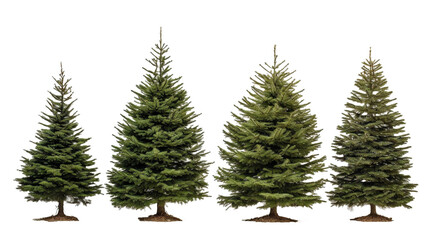 Isolated Balsam Fir trees collection in white transparent background. - obrazy, fototapety, plakaty