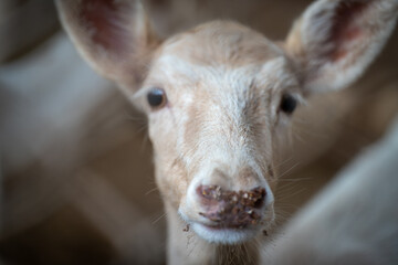 Serene Deer in Lush Forest Setting - Captivating Wildlife Photography