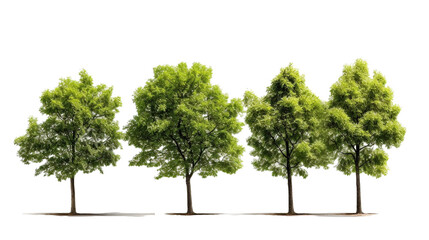 Isolated trees collection in white transparent background.