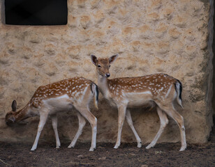 Naklejka na ściany i meble Serene Deer in Lush Forest Setting - Captivating Wildlife Photography