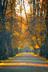 Krajobraz jesienny w parku