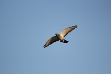 dove flying in blue sky