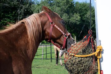 A beautiful horse eating from a hay bag