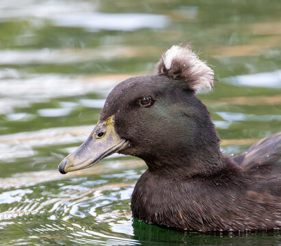 Duck With Topknot - 2918