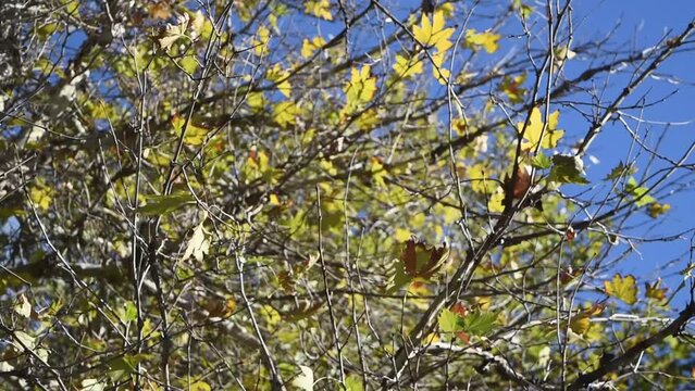 Swaying autumn leaves in the wind on a sunny day