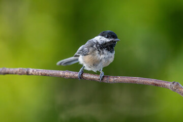 Black-Capped Chickadee - 2489