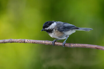 Black-Capped Chickadee - 2472