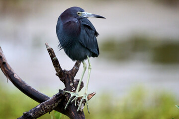 Little Blue Heron, Egretta caerulea, sitting on a branch in the rain on South Padre Island, TX.