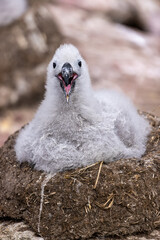 Black-Browed Albatross Chick On Nest - 4148