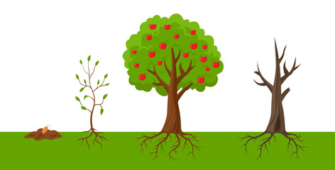 Life cycle of tree vector illustration. Seedling, small bush, fruit-bearing tree, old tree. Nature, flora, planting concept