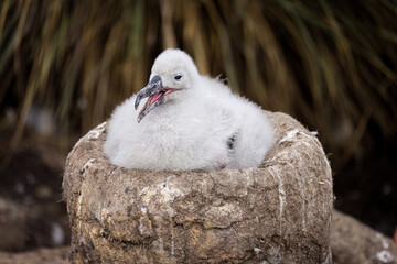 Black-Browed Albatross Chick On Nest - 4120