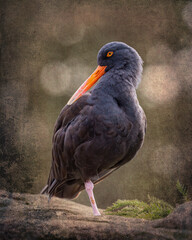 Black Oystercatcher - 9724 - S