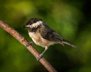Black-Capped Chickadee - 2700