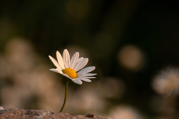 Shasta daisies blooming; Lake Clark NP; Alaska