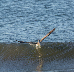 Brown Pelican Surfing - 0052