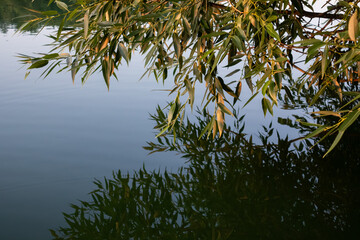 Tree branch with leaves in warm morning light with reflection on mirror blue calm river water surface. Nature green close-up