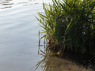 Green reeds grass growing in calm blue water. Summer greenery on lake sandy shore close-up
