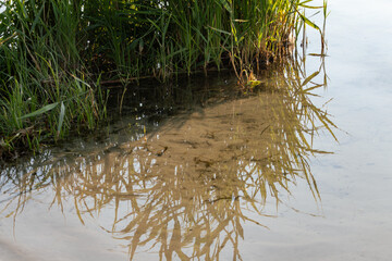 Green reeds grass growing on river with reflection on water. Summer greenery on lake sandy shore close-up