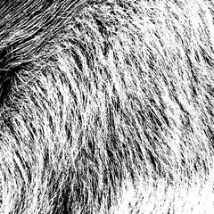 Isolated, abstract, transparent, texture, brown, nature, fur, grass, straw, pattern, hair, natural, field, closeup