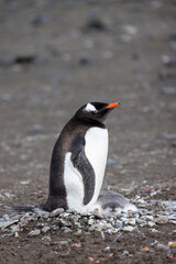 Naklejka premium Gentoo Penguin And Chick - 7867