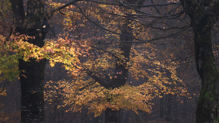 Colorful yellow trees. Foggy closeup autumn trees. Dark autumn landscape