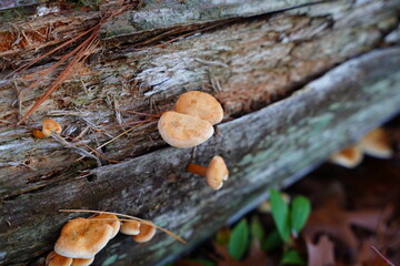 Armillaria mellea mushrooms growing on a dead tree log in a forest. 