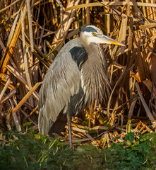 Great Blue Heron - 3216
