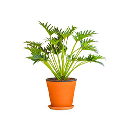 Beautiful Philodendron Xanadu plant in clay potted isolated on transparent background, png file