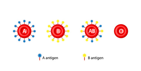 ABO Blood groups. four blood types, A,B, AB and O groups, made up from combinations of the type A and type B antigens. Blood donation. Vector illustration.