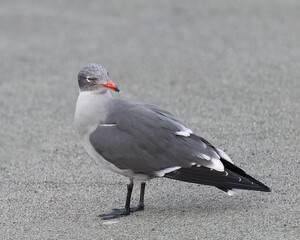 Heermann's Gull - 1656