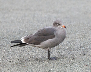 Heermann's Gull - 1663
