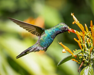 Hummingbird Feedling - 4684