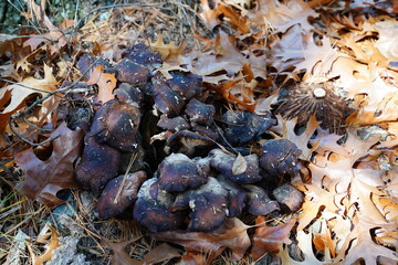 Black mushrooms in the forest are uncultivated fungus in autumn growing on the ground.