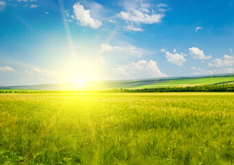 Obraz premium Green wheat field and vibrant sunrise.