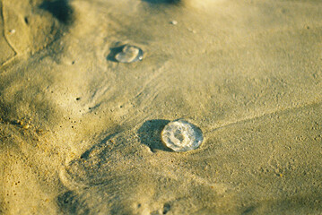jellyfish on beach