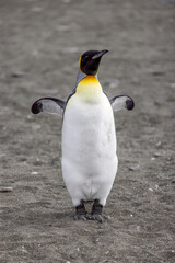  King Penguin - 1085