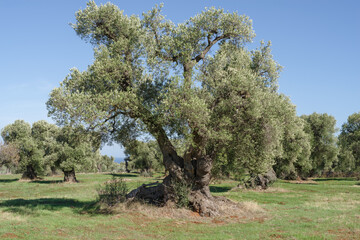 Centuries old olive tree, Puglia, Italy