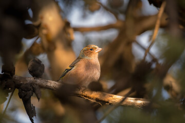 Male Eurasian Chaffinch perched on a tree branch